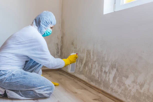 Licensed Hvac And Air Duct Mold Remediation service in Reading, MI - 24 Hour Mold Removal