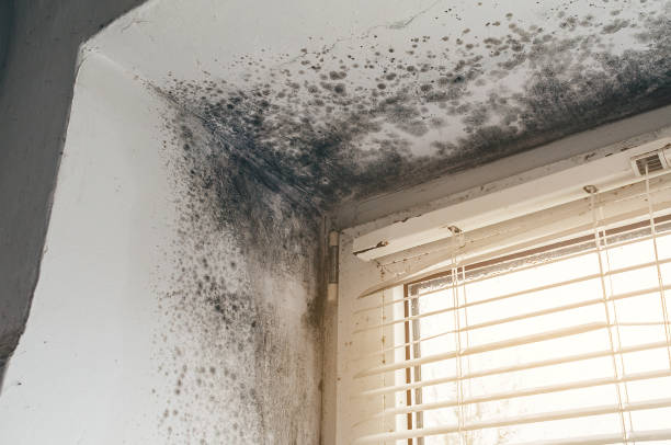 Affordable Hvac And Air Duct Mold Remediation solutions in Reading, MI